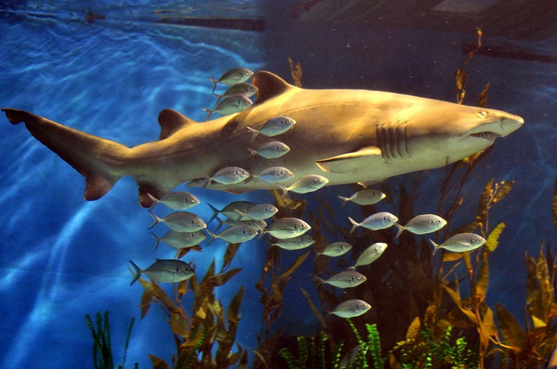 Live a Vacation at a Close Encounter to Nature at Melbourne