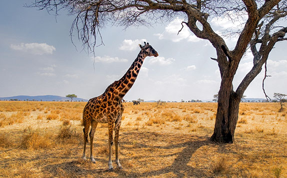 direct flights to Nairobi