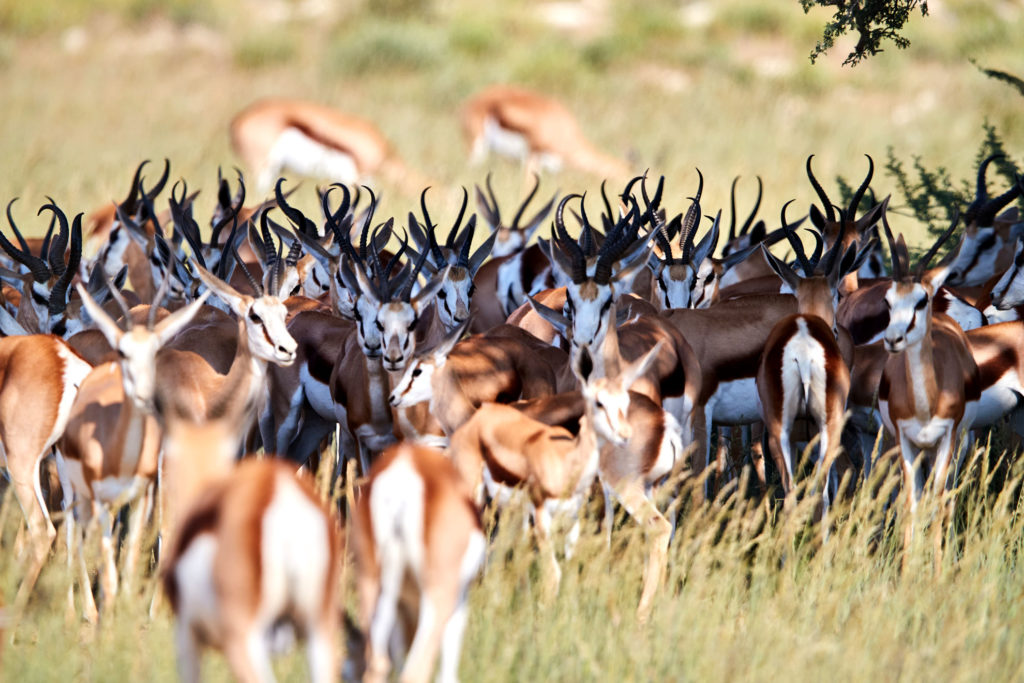 Kgalagadi Transfrontier Park