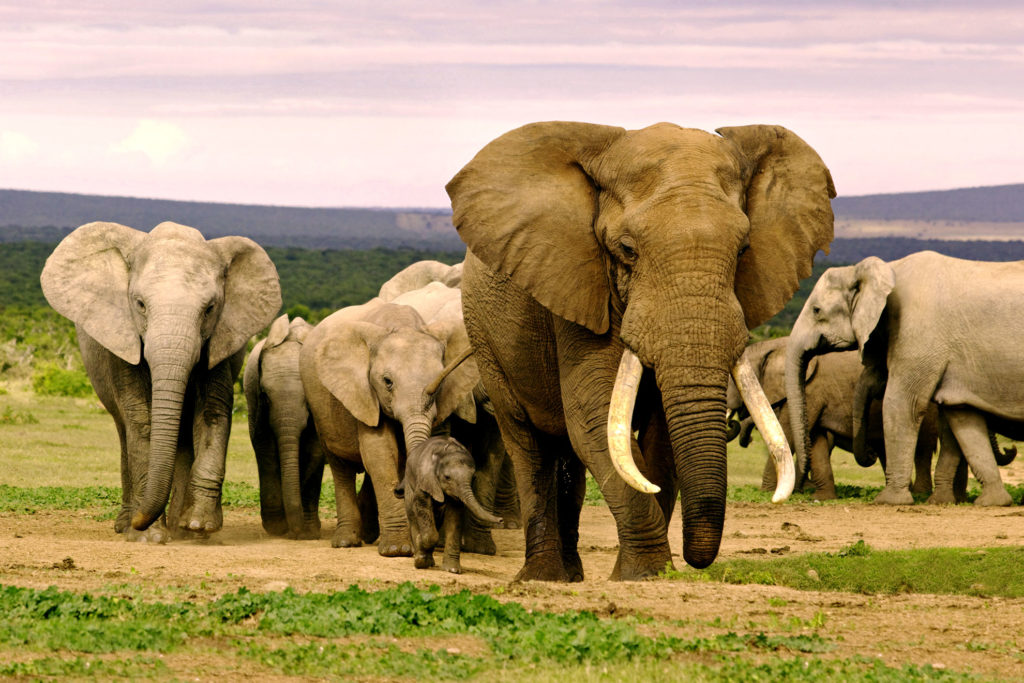 Addo Elephant National Park