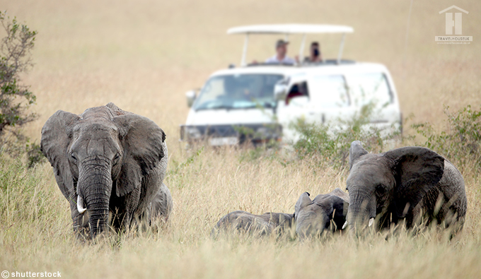 African Elephant Safari