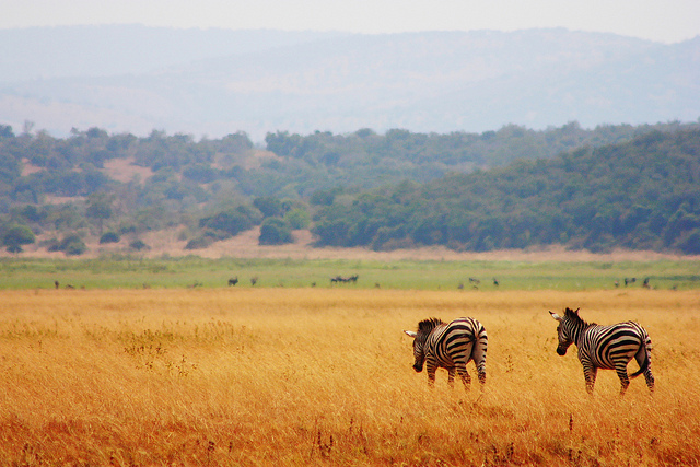 Zebras at Akagera National Park Rwanda