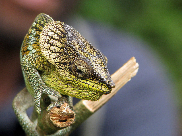 Chameleon at Amber Mountain National Park Madagascar