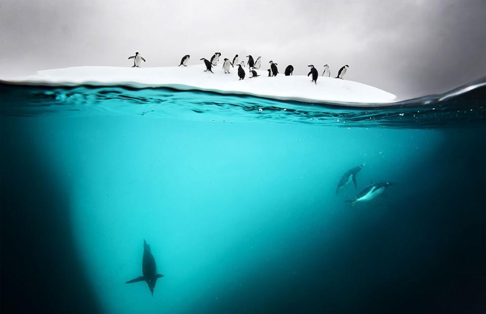 Antarctica Penguins