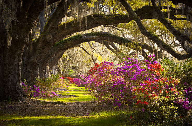 Charleston harleston SC Plantation Live Oak Trees