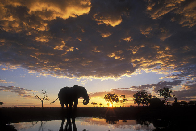 Chobe National Park Botswana