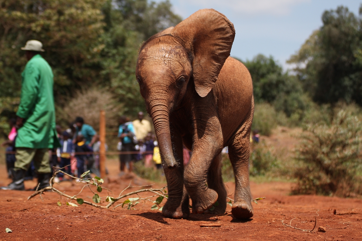 Baby Elephant at David Sheldrake Wildlife Trust Nairobi