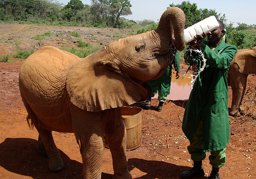 David Sheldrick Wildlife Trust Kenya