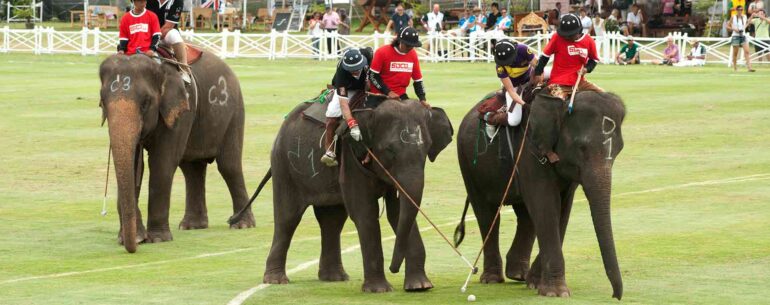 Elephant Polo