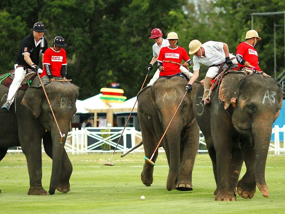 Join the Thrill and Action at King's Cup Elephant Polo, Thailand