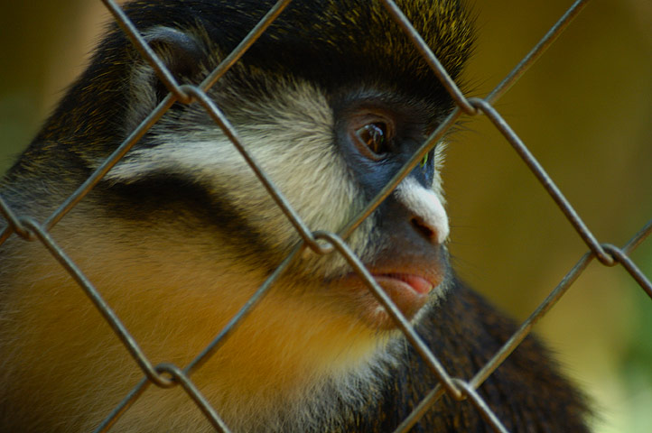 Red Tailed Monkey Entebbe Zoo