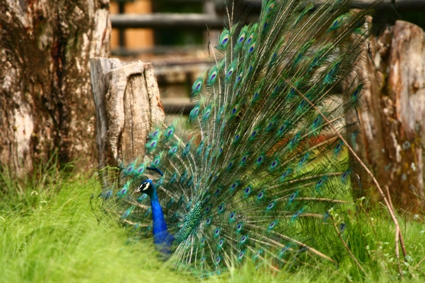 Peacock at Johannesburg Zoo