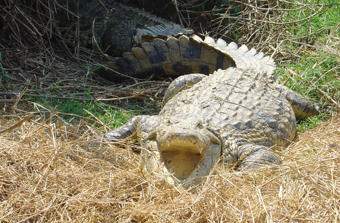 Crocodile at Kalimba Reptile Park Lusaka