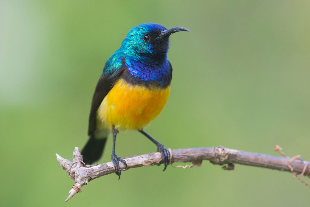 Bird in National Park of Kenya