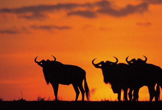 Buffalo Bulls at Kruger National Park South Africa