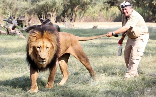 Man holding Lion with tale at Lion Park Johannesburg