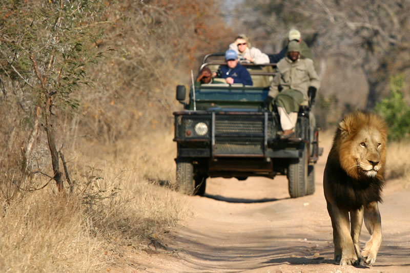 Lion and Safari Jeep in Africa