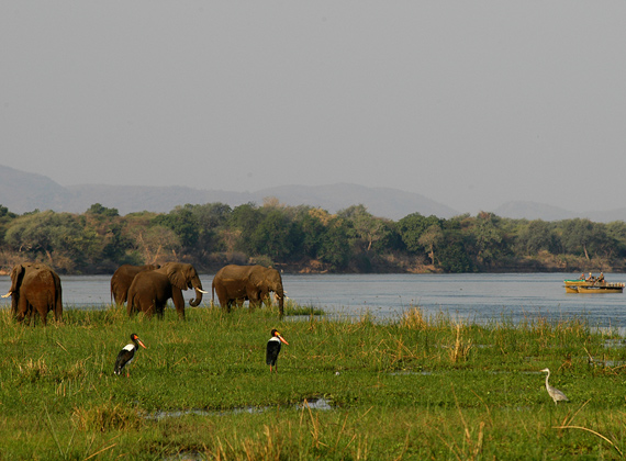 Elephants at Lower Zambezi National Park Lusaka