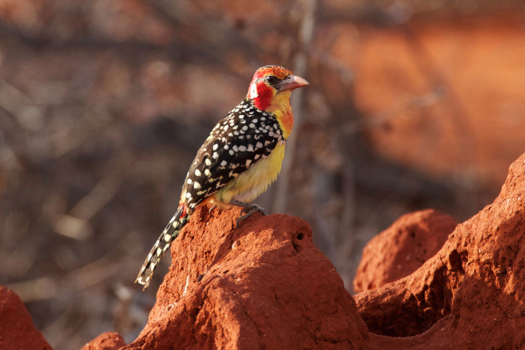 MAjestic and Rare Birds in Kenya