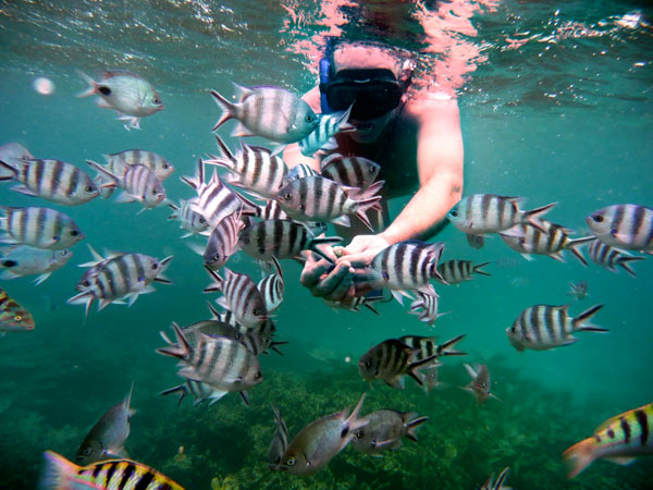 Marine Life Mauritius