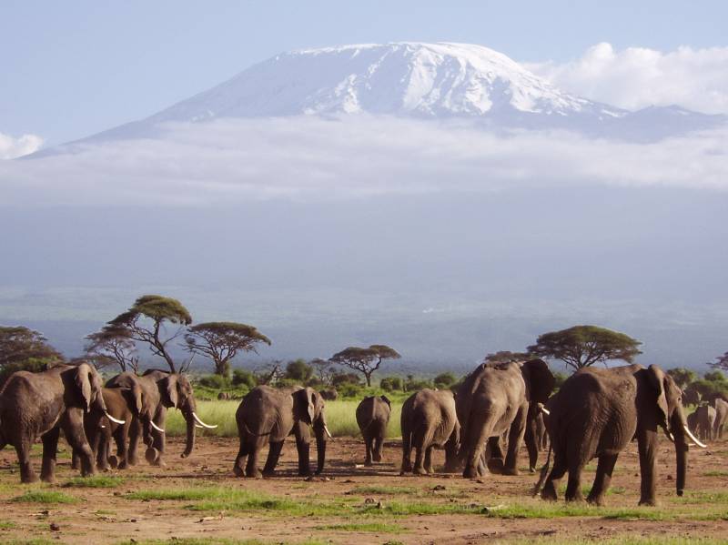 Elephants at Mount Kilimanjaro National Park Tanzania