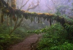 Mount Kilimanjaro Tanzania Mt.Kilimanjaro Tanzania
