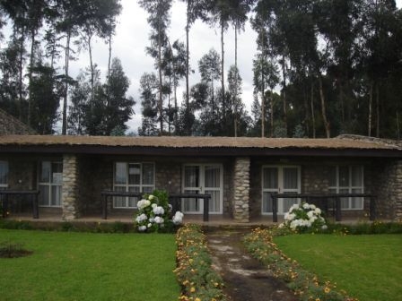 Mountain Gorillas Nest Rwanda Exterior