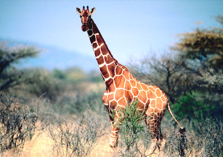 Nairobi National Park Giraffee