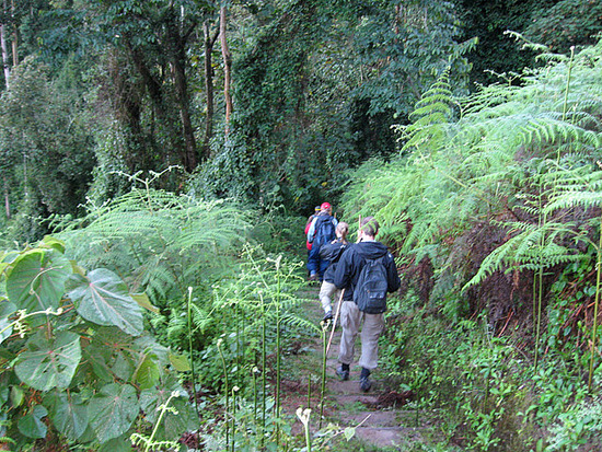 Hiking at Nyungwe National Forest Park Rwanda