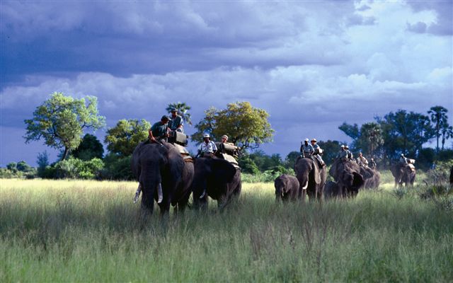 Okavango Delta Elephant Safari Botswana