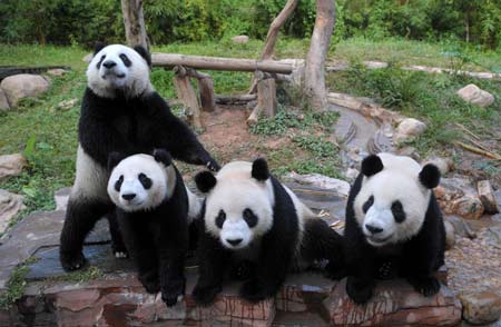 Pandas at Xiangjiang Zoo Guangzhou