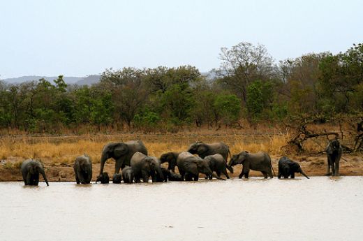 Elephants at Pendjari National Park Benin