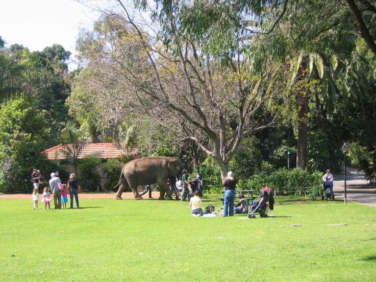 Perth Zoo Perth Zoo Elephant