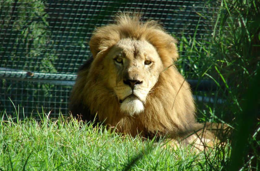 Lion at Perth Zoo, Australia
