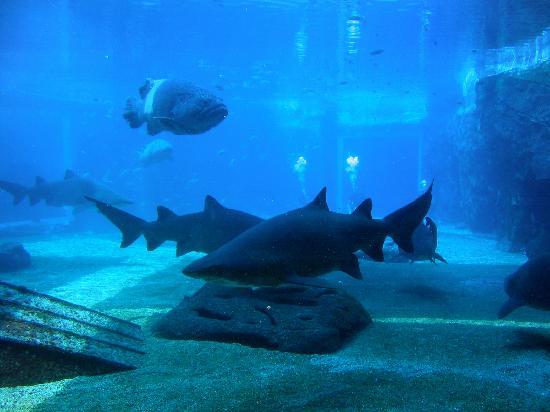 Sharks at Sea World Aquarium Durban