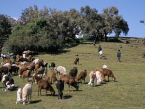 Simien Mountain National Park Ethiopia