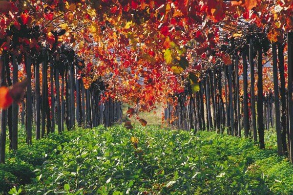 Vineyards Swan Valley Perth