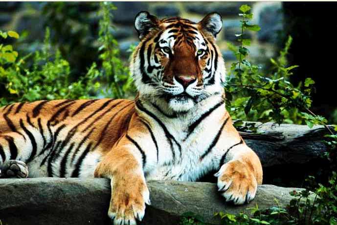 Tiger at Perth Zoo Tiger at Perth Zoo Australia