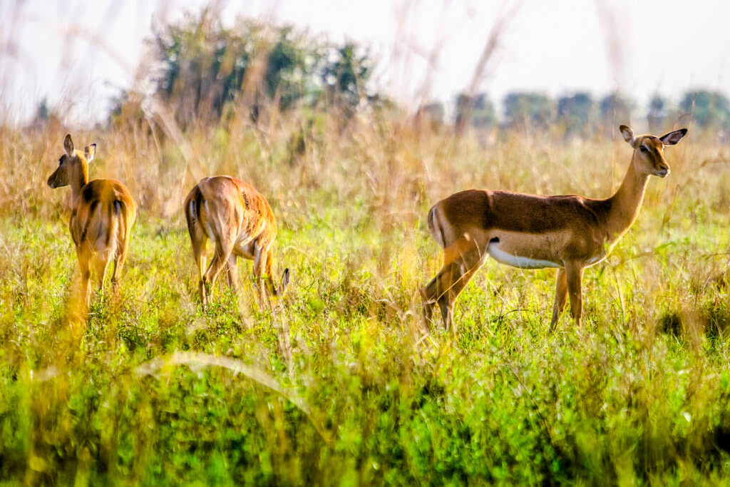Wildlife and attractions - Latest flights and Travel news Deers in National Park of Nairobi