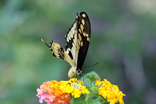 Butterfly on flower at Zanzibar Butterfly Centre