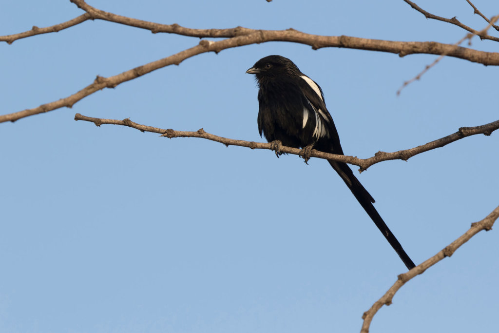 Bird viewing in Kenya