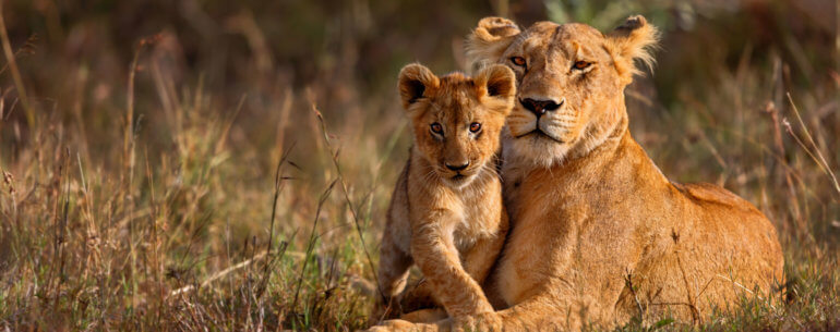 Lions at National Park