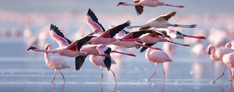 National Park in Kenya for Bird-viewing